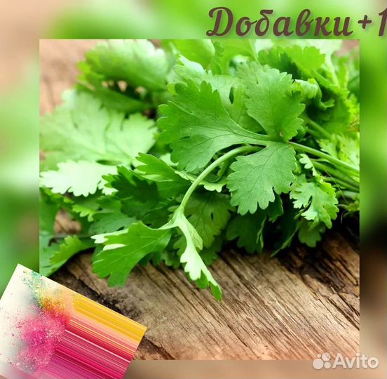 Сушенные травы Кинза