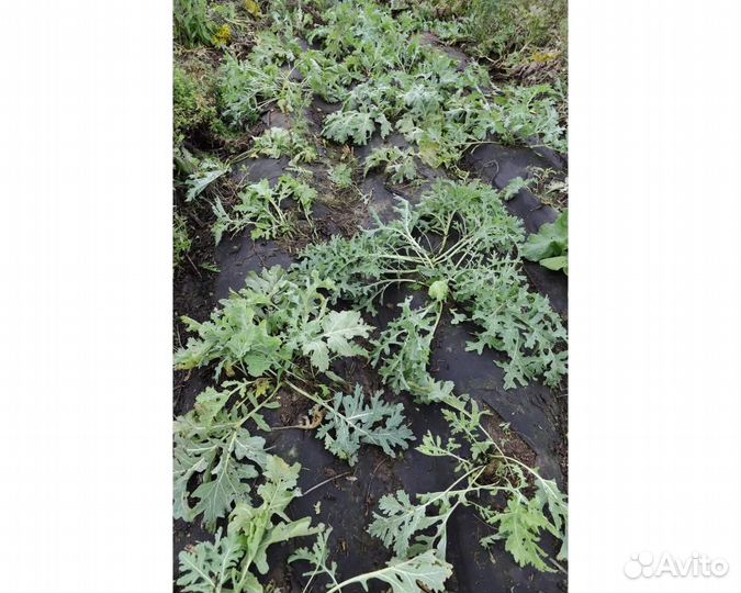 Семена Катрана 