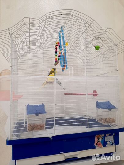 Волнистые попугаи с клеткой/ клетка для попугаев