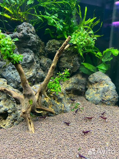 Аквариумные Креветки