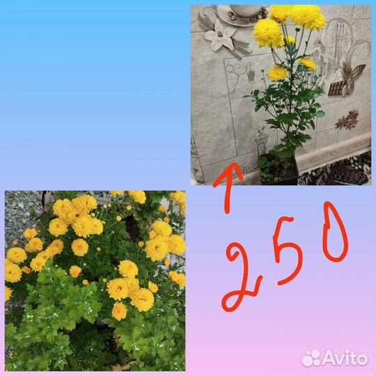 Цветы уличные многолетние