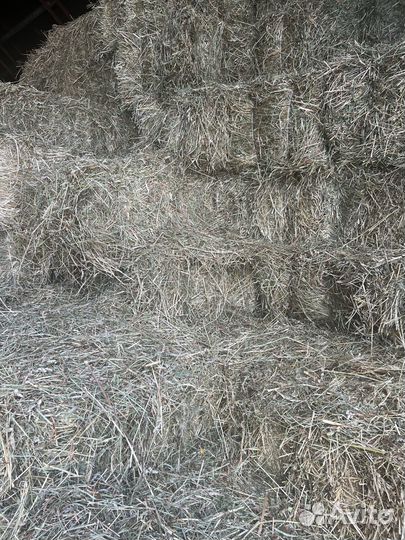Сено кипованное,сено в рулонах,солома овсяная