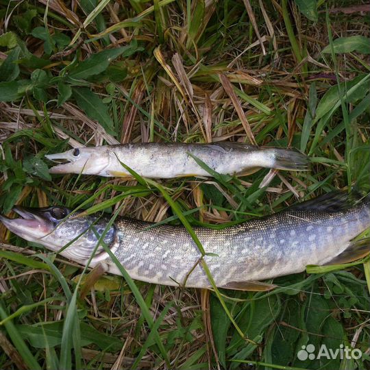 Свежая щука