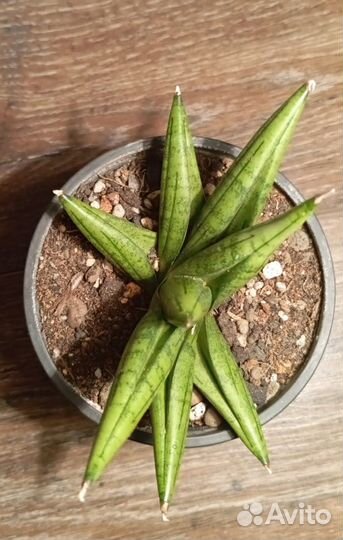 Сансевиерия