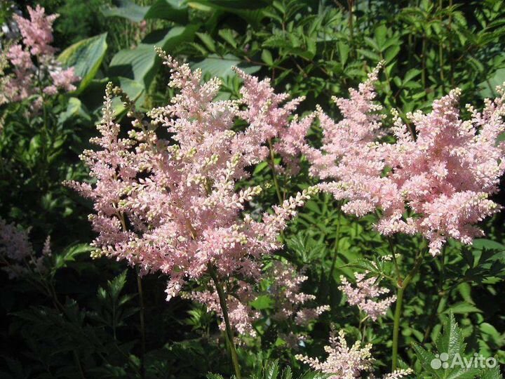 Астильбы для украшения вашего сада