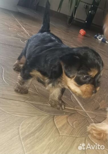 Йоркширский терьер щенки стандарт