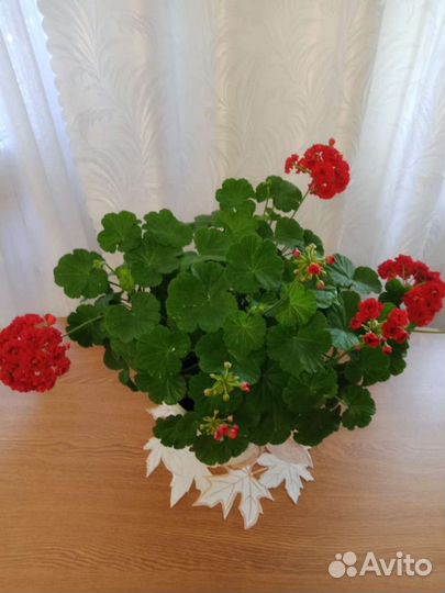 Герань пеларгония розебудная