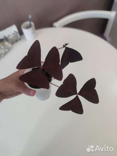 Кислица оксалис укорененные черенки