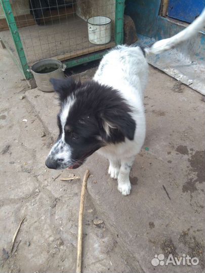 Щенки бесплатно