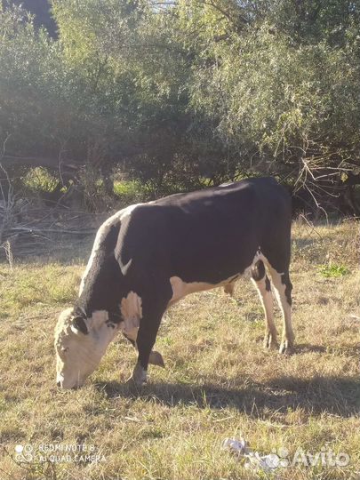 Бык на племя