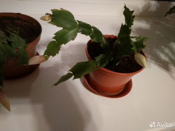 Цветок декабрист бело- розовый