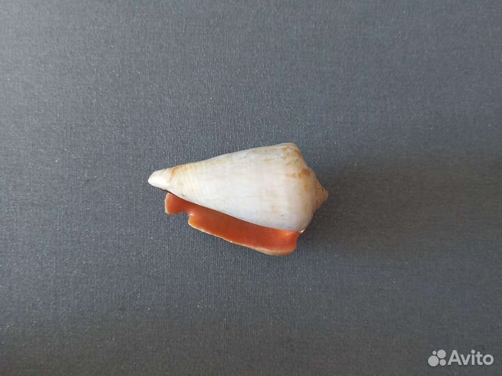 Морские ракушки раковины