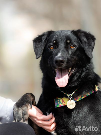 Собака в добрые руки