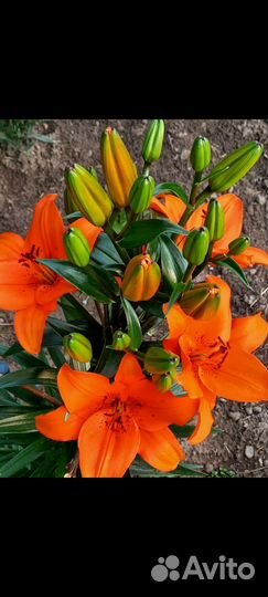 Цветы лилии луковицы