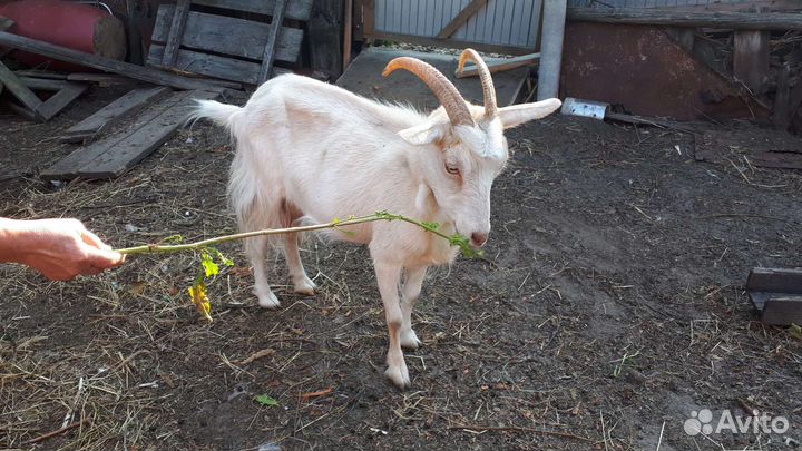 Коза дойная молочная