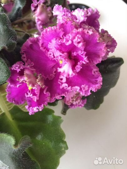 Фиалка сенполия