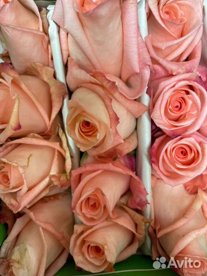 Роза Эквадор под заказ опт от 500 шт