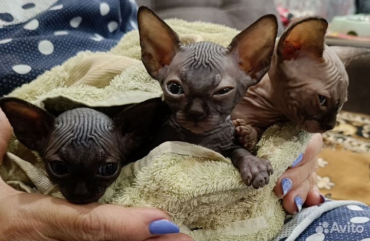 Канадский сфинкс котята