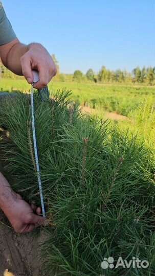 Саженцы ели европейской окс от производителя