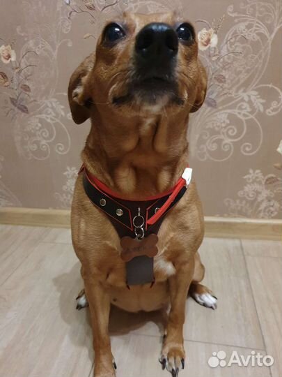 Ошейники, адресник и шлейки на заказ