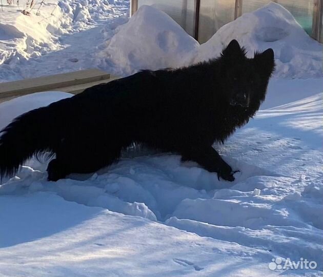 Вязка кобель немецой длинношерстной овчарки