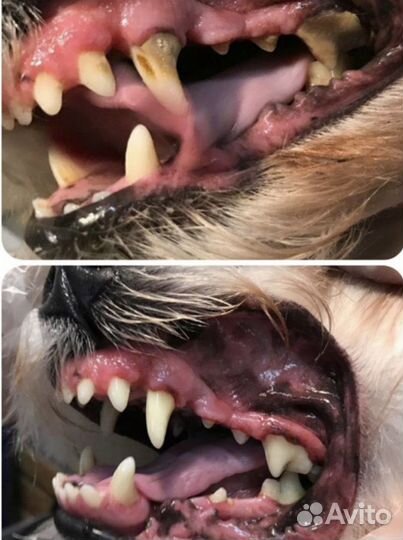 Ультразвуковая чистка зубов собакам