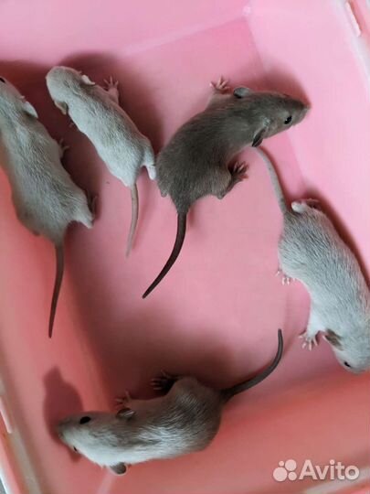 Крысята