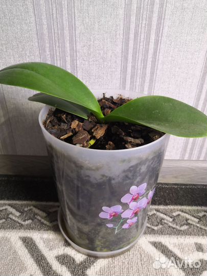 Белая орхидея