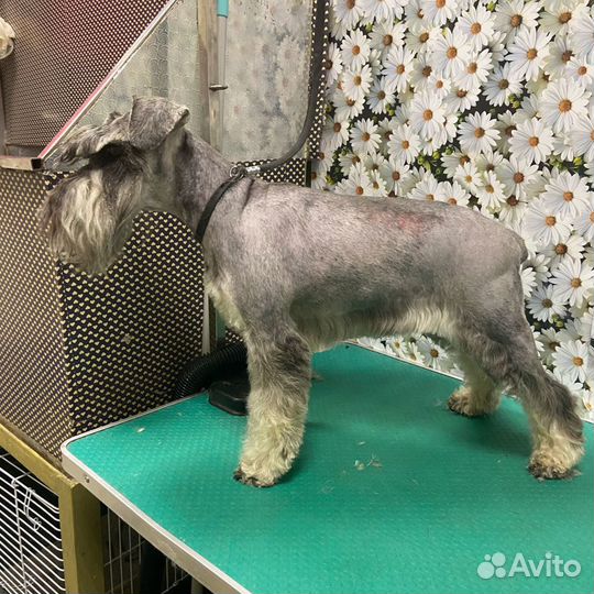 Стрижка любых животных,обучение груммингу