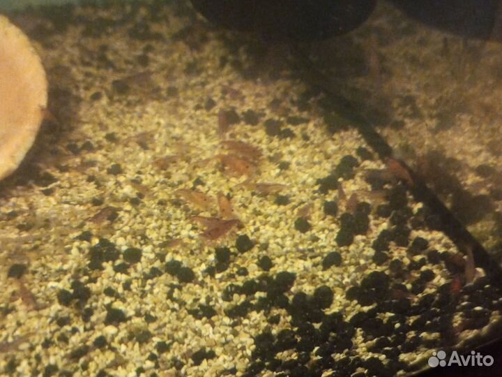 Аквариумные креветки