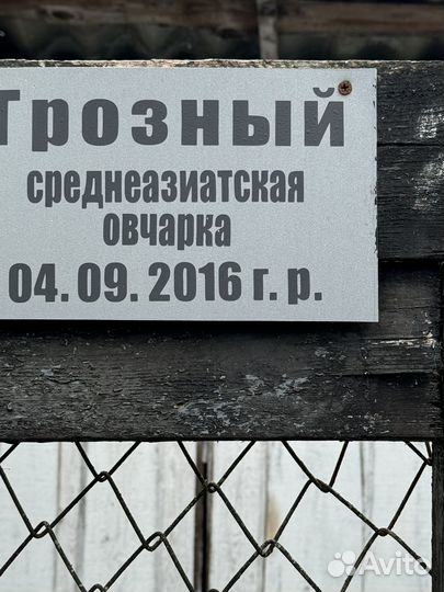 Отдам Среднеазиатская овчарка