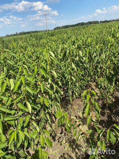 Саженцы черешни Саммит всл-2