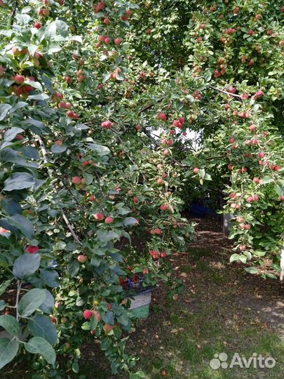 Продам ранетки