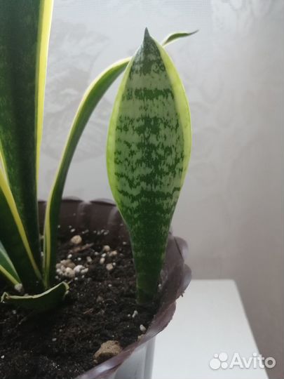 Сансевиерия Компакта. Продаётся 
