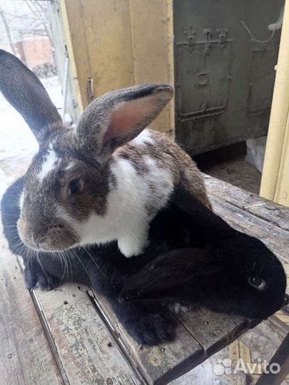 Кролик французский баран