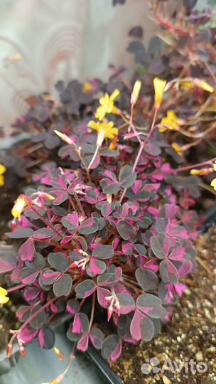 Рассада кислицы