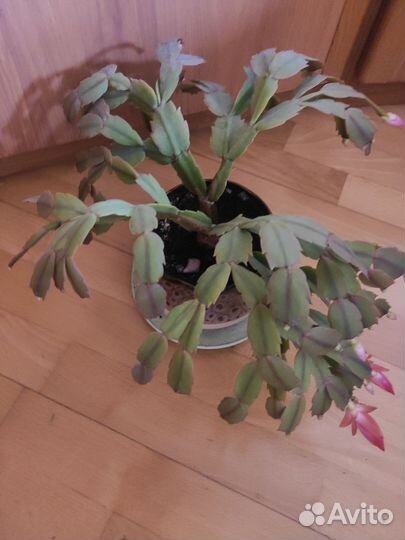 Цветок декабрист