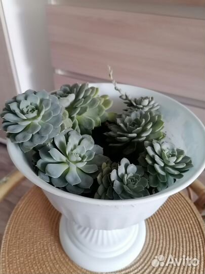 Суккулент каменная роза