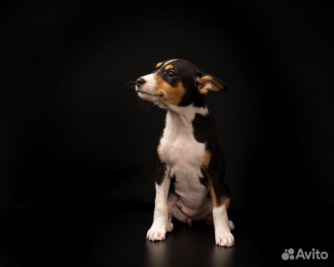 Щенки басенджи