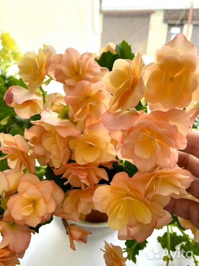 Бегония соления элатиор