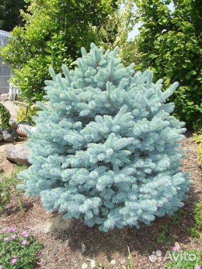 Ель колючая голубая Glauca globosa