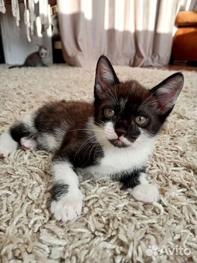 Малыши котята