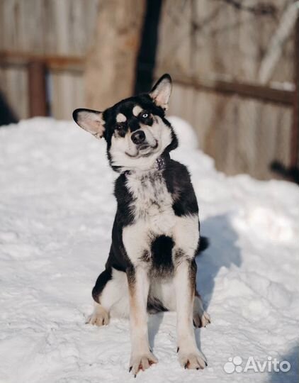 Джесс ищет дом