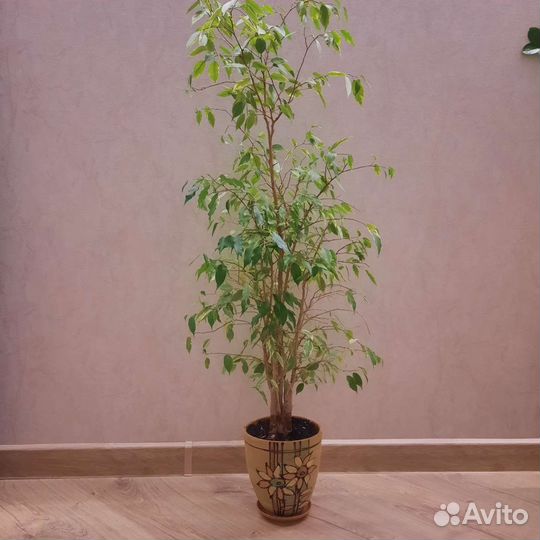 Продам цветы комнатные