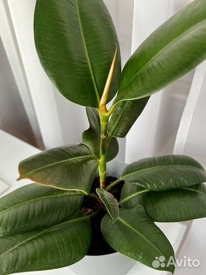 Фикус каучуконосный