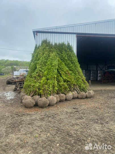 Смарагд в наличии 1-8 метров - Доставка и Посадк
