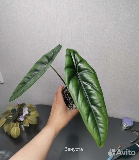 Алоказия Венти, Анторо блэк вельвет,Регал шилд