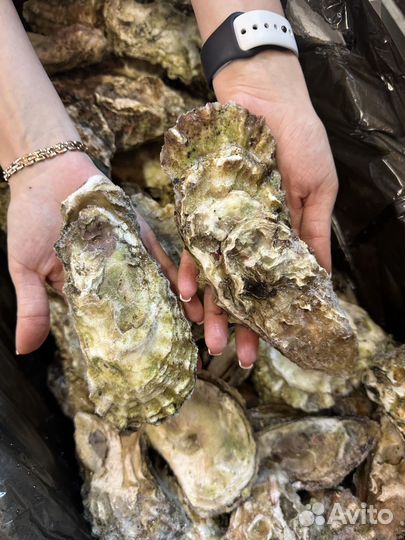 Устрица «Императорская» Д.Восток