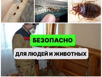 Уничтожение тараканов клопов клещей плесени крыс