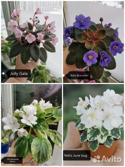 Укорененные листы мини фиалок